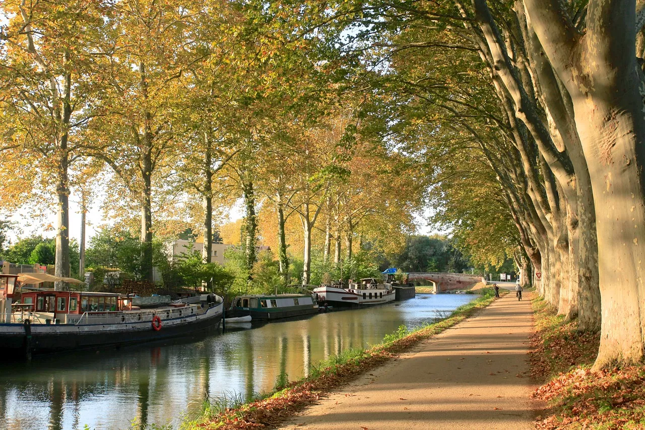 Bäume in Toulouse