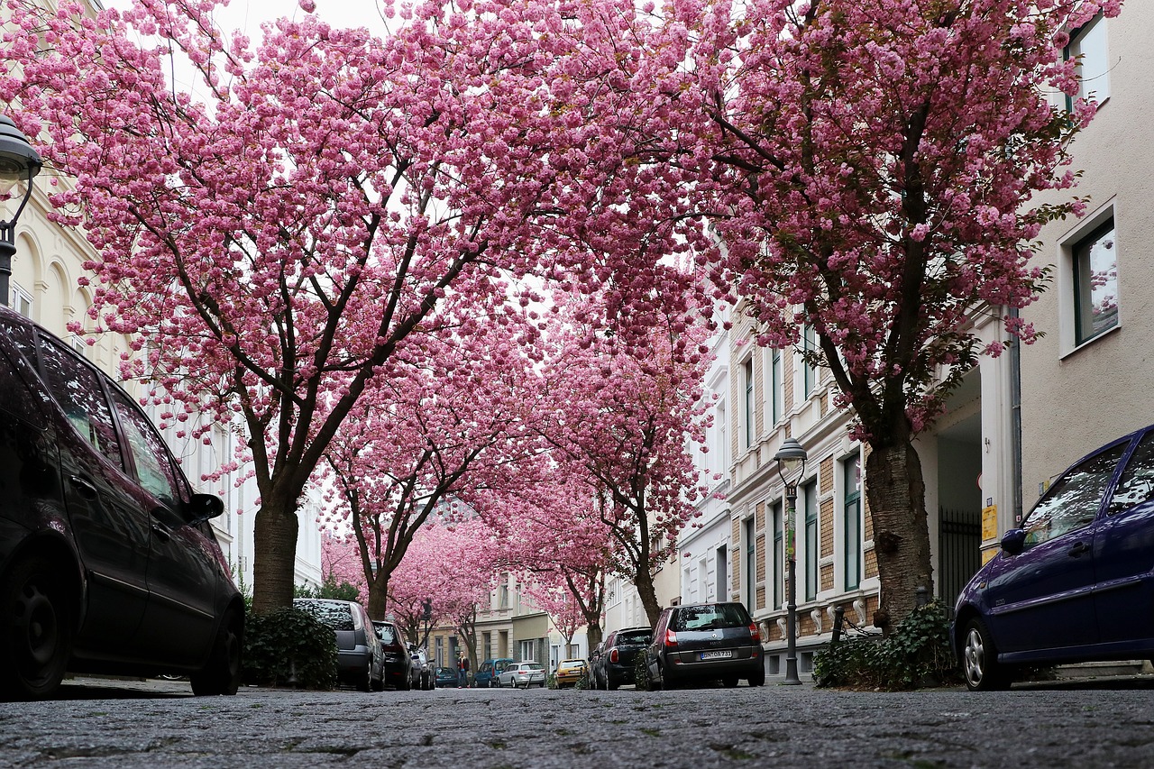 Kirschblüten Bäume in Bonn