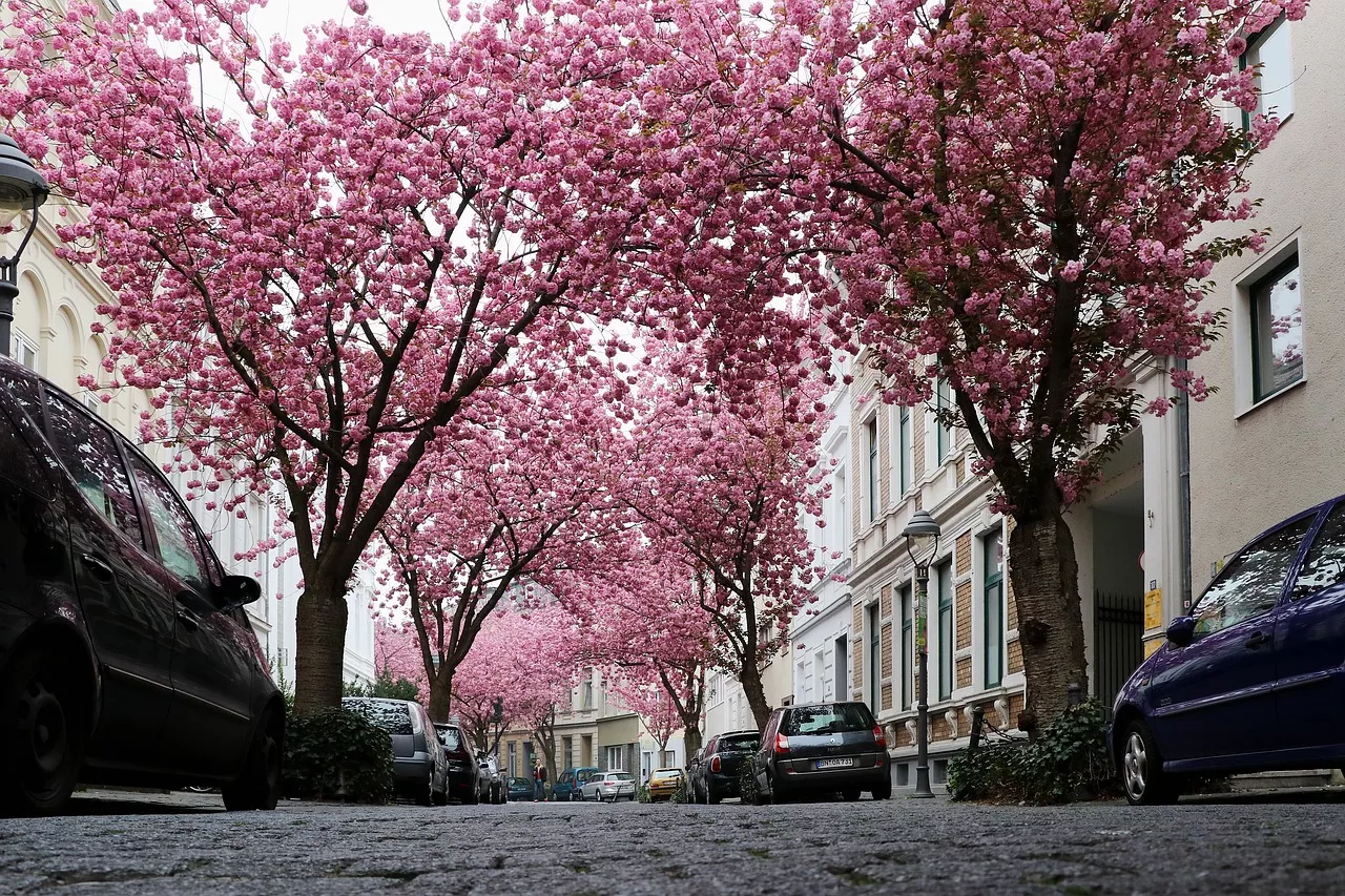 Kirschblüten Bäume in Bonn