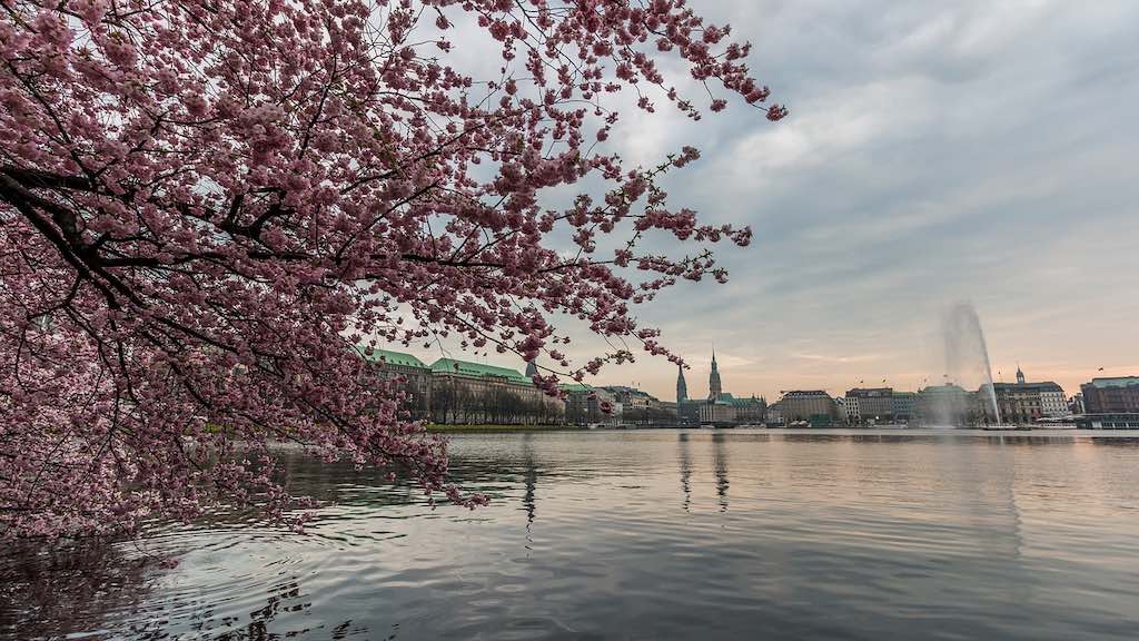 Kirschblüte in Hamburg