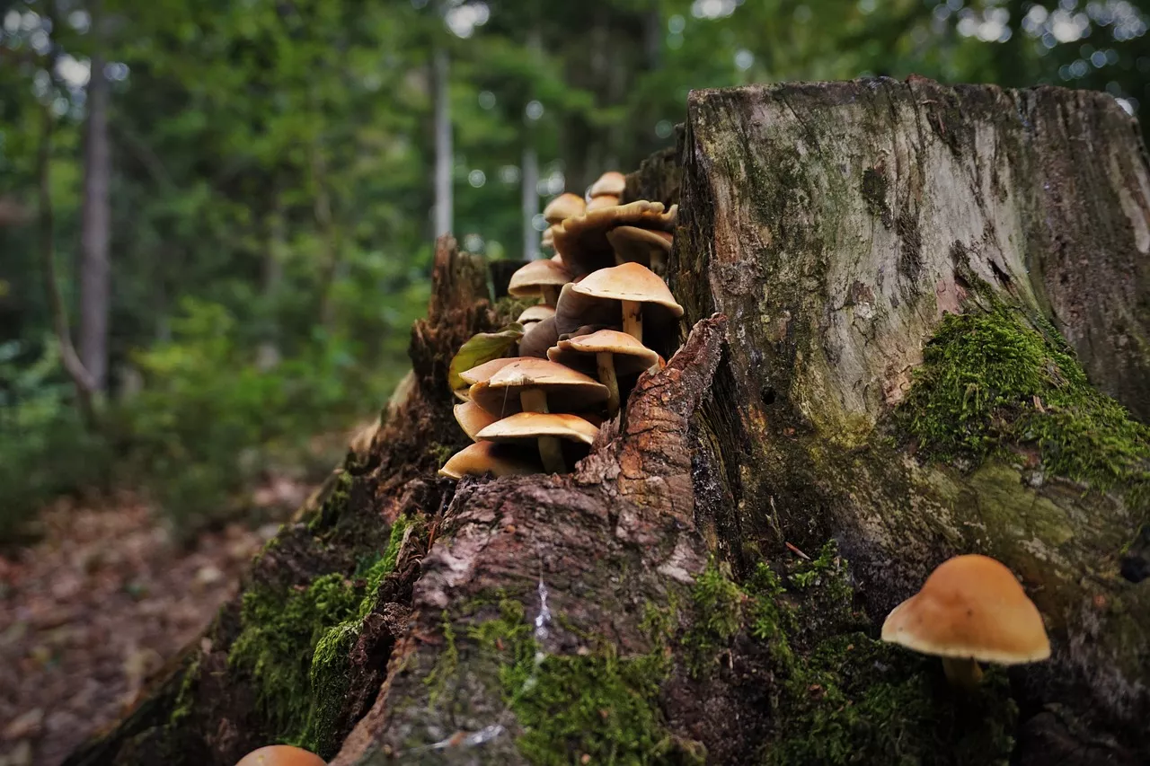 Pilze im Bregenzer Wald