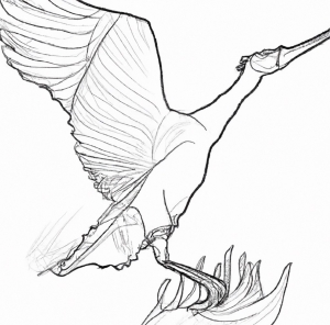 Malvorlage Vogel Storch