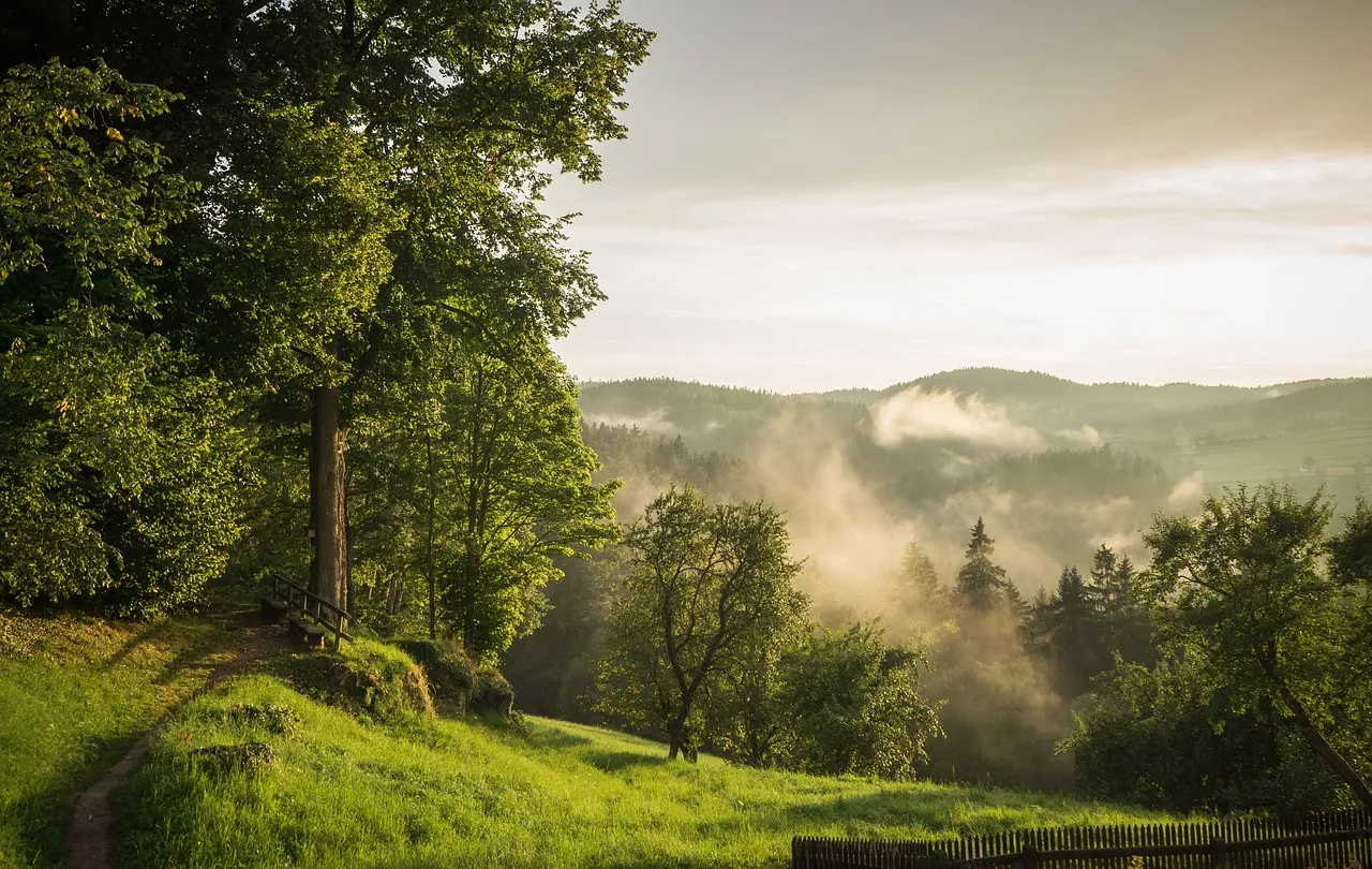 Wald in Niederösterreich