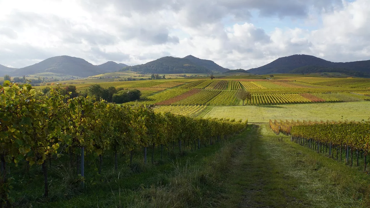 Weinberge in den Pfalz